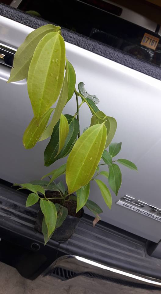cinnamon plant for sale philippines Cinnamon Seedling