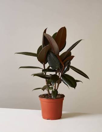 rubber tree seedlings price philippines Rubber Trees (Indoor Plants) – Lunti Plant Nursery