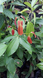 Cinnamon Seedling