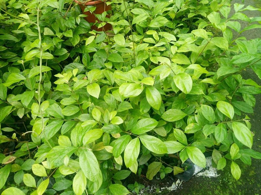cinnamon plant for sale philippines Cinnamon Seedling – Lunti Plant Nursery