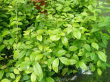 Cinnamon Seedling