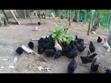 Madre de Agua / Trichantera Stem Cuttings (120's)