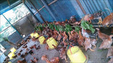 Madre de Agua / Trichantera Stem Cuttings (120's)