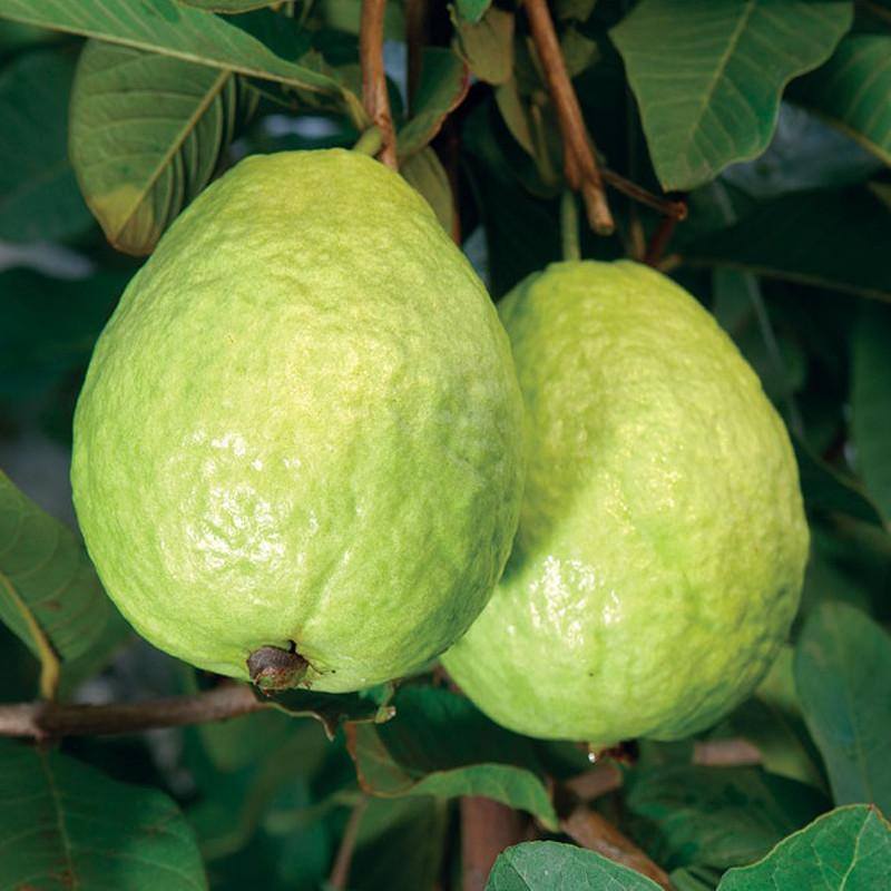 Guapple Guapple (Apple Guava) – Lunti Plant Nursery