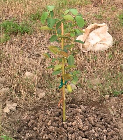 Guapple Tree Guapple (Apple Guava) – Lunti Plant Nursery
