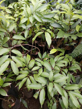 Lychee Grafted Seedlings