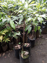 Lychee Grafted Seedlings