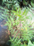 Neem Tree Seedling