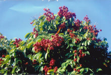 Lychee Grafted Seedlings