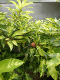 Variegated Chico