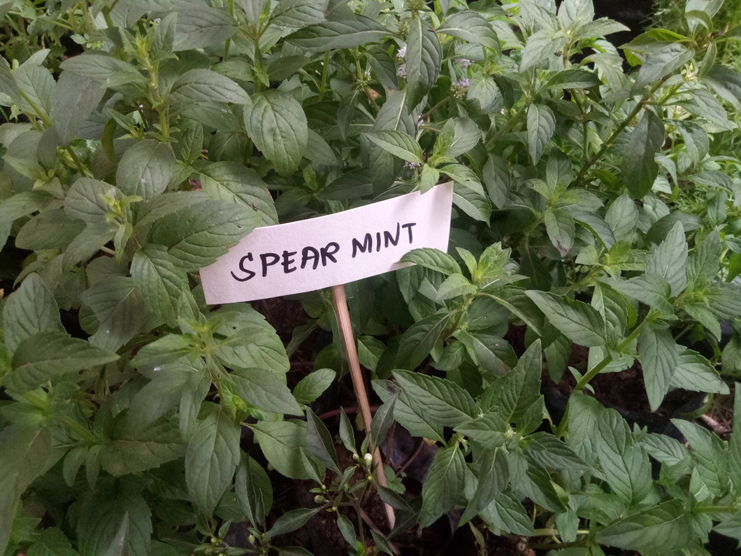 Spearmint Seedling