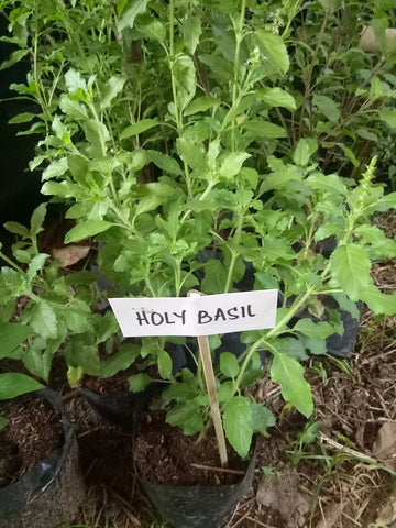 Holy Basil Seedling