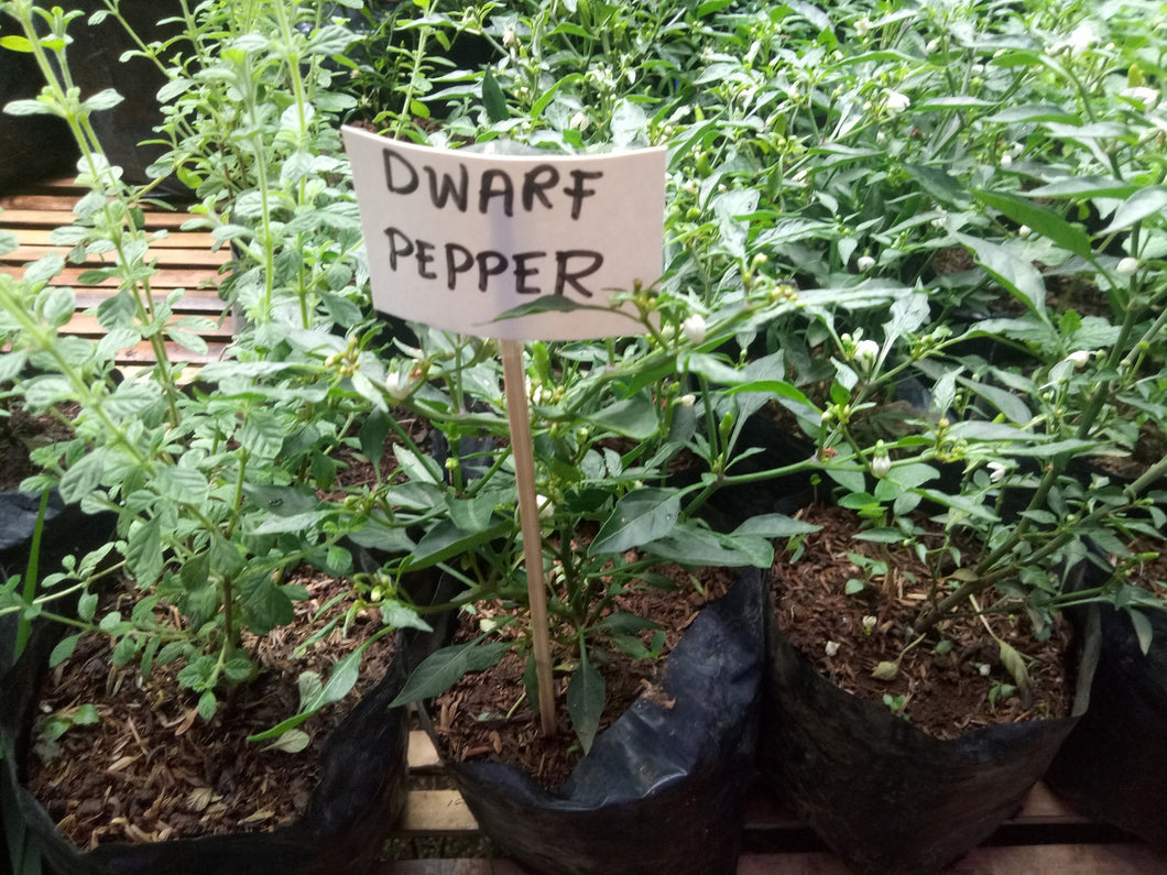 Chili Pepper Seedling