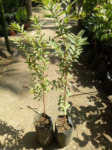 Guava - Senorita Variety