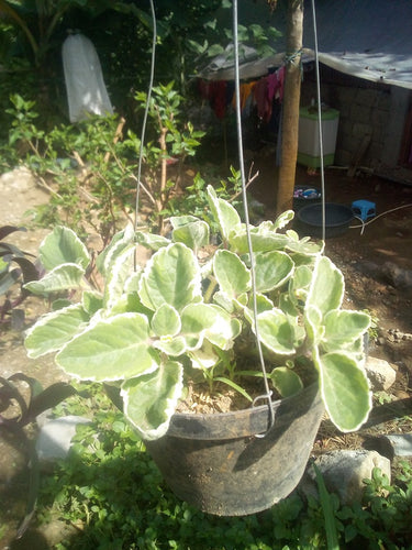 Variegated Oregano Seedling