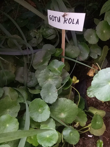 Gotu Kola Seedling