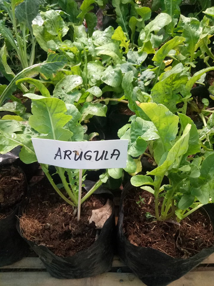 Arugula Herb Seedling