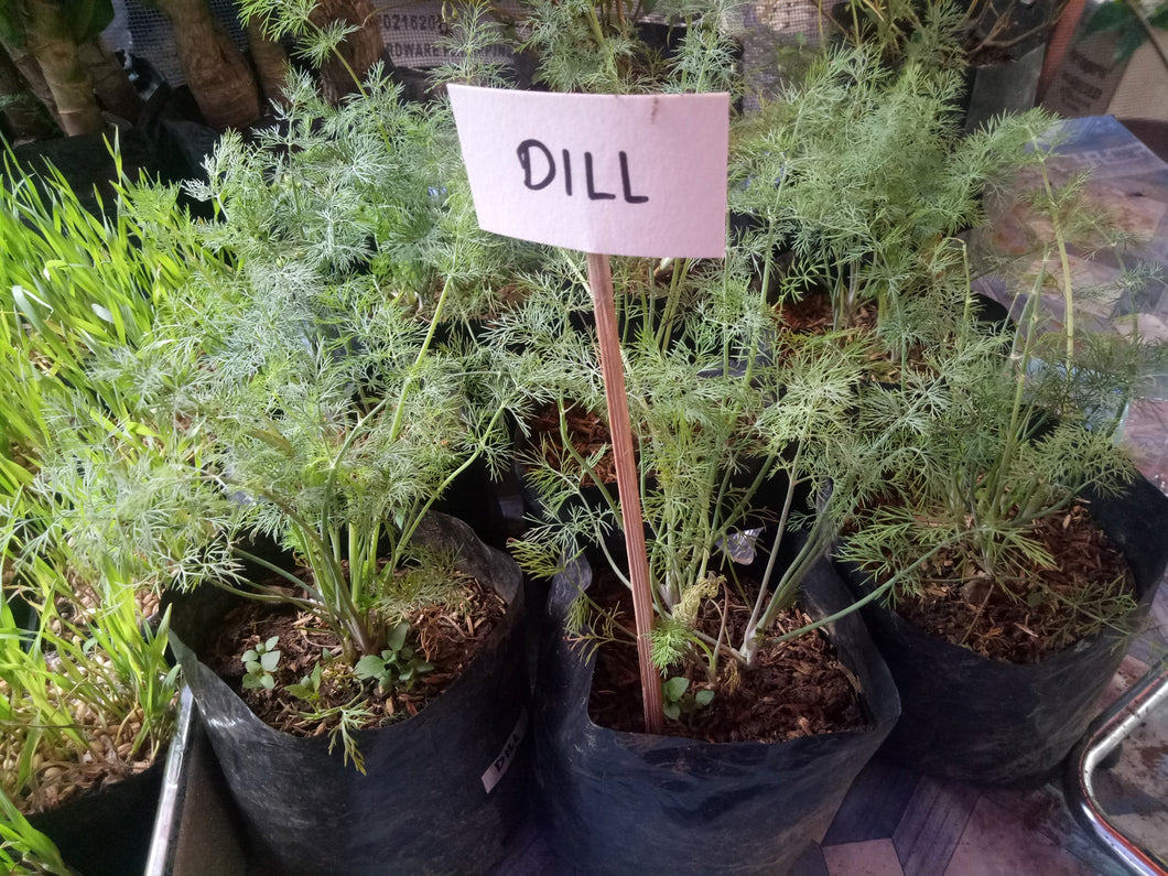 Dill Seedling