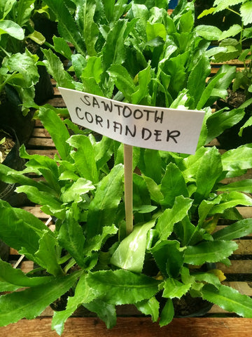 Sawtooth Coriander Seedling