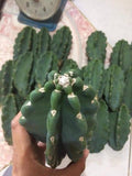 Peruvian Apple Cactus