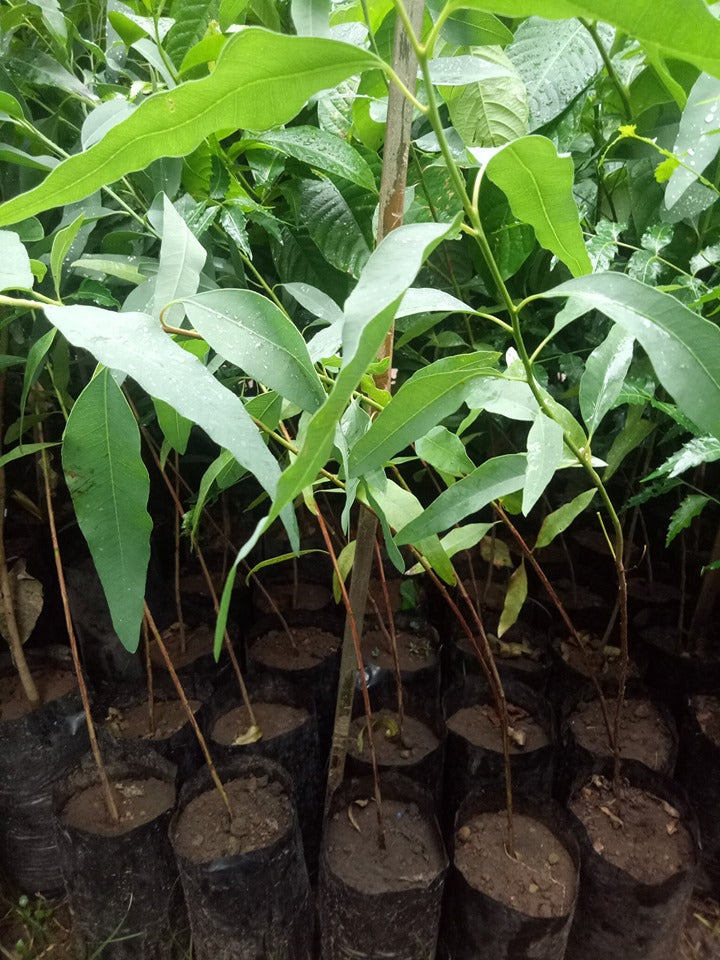 Eucalyptus Seedling