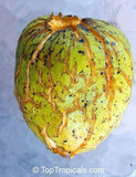 Golden Atis / Pond Apple