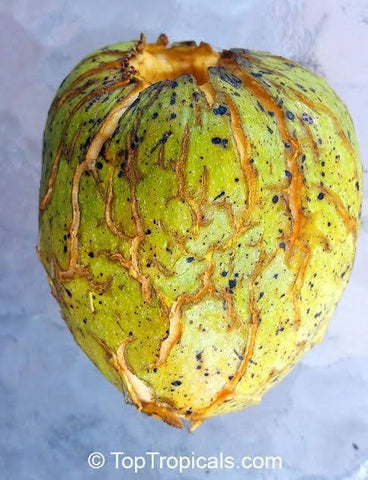Golden Atis / Pond Apple