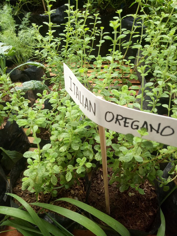 Italian Oregano Seedling