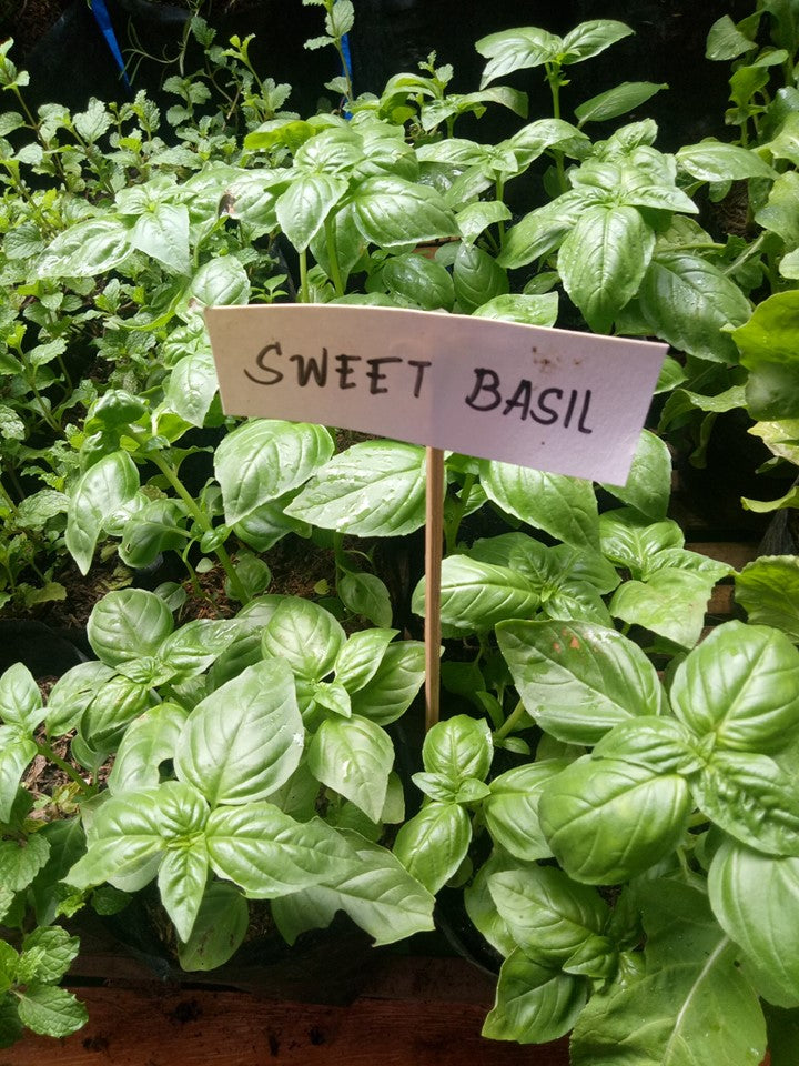 Sweet Basil Seedling