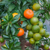 Chinotto Orange