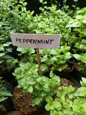 Peppermint Seedling