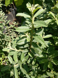Guava - Senorita Variety