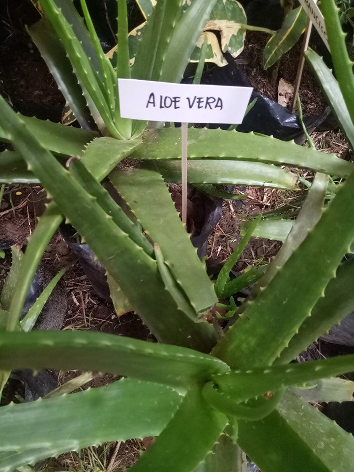 Aloe Vera Seedling