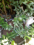 Chinotto Orange