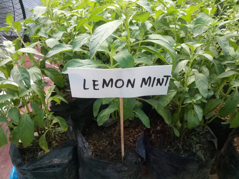 Lemon Mint Seedling