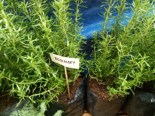Rosemary Seedling
