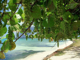 Sea Grapes