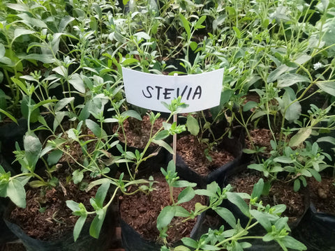 Stevia Seedling