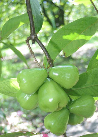 Sweet Macopa (Bangkok Green, Grafted Seedling)