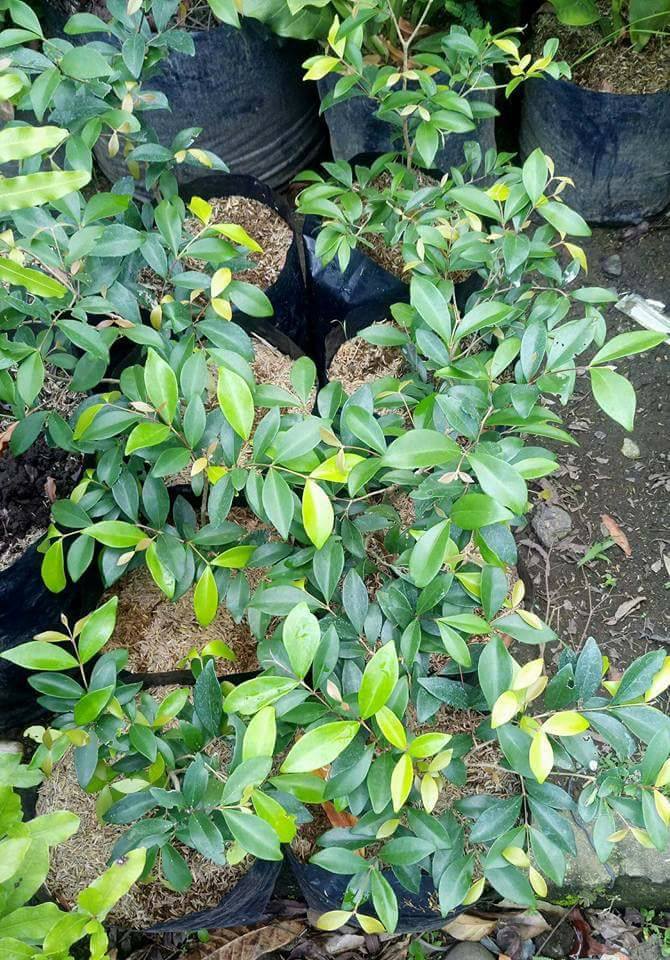 Australian Beach Cherry – Lunti Plant Nursery