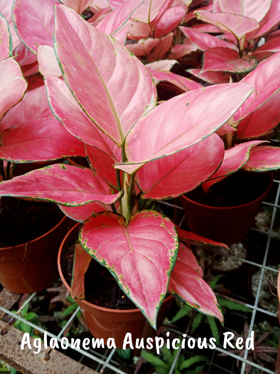 Aglaonema Auspicious Red – Lunti Plant Nursery
