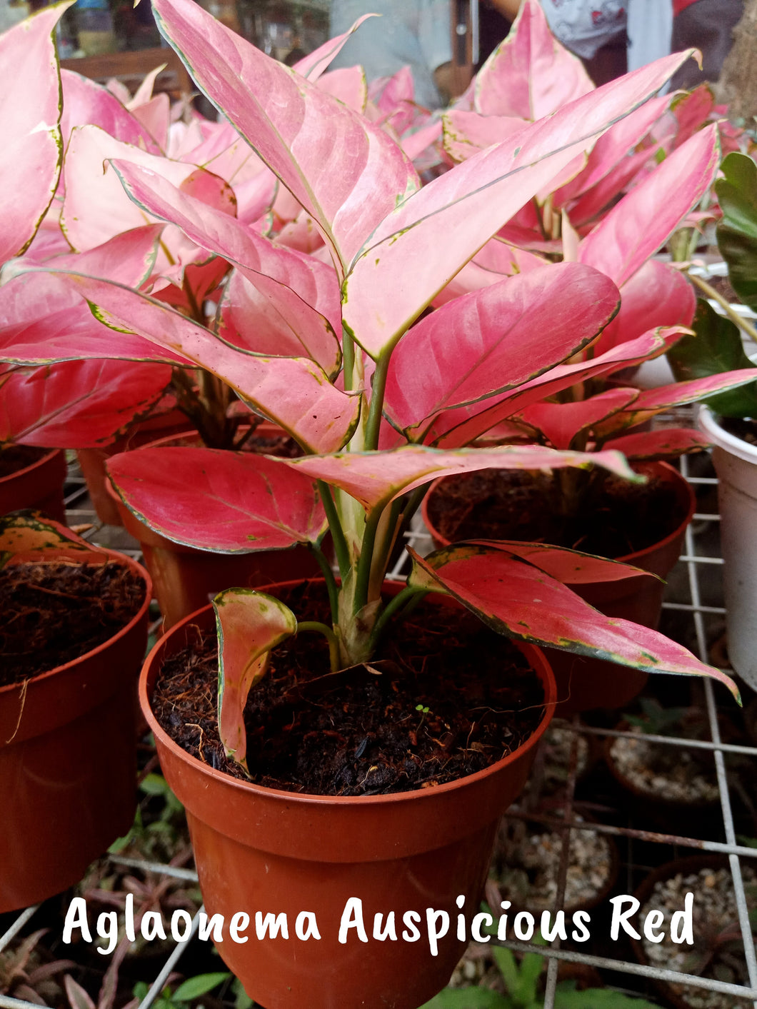 aglaonema plants price philippines Aglaonema Auspicious Red – Lunti Plant Nursery
