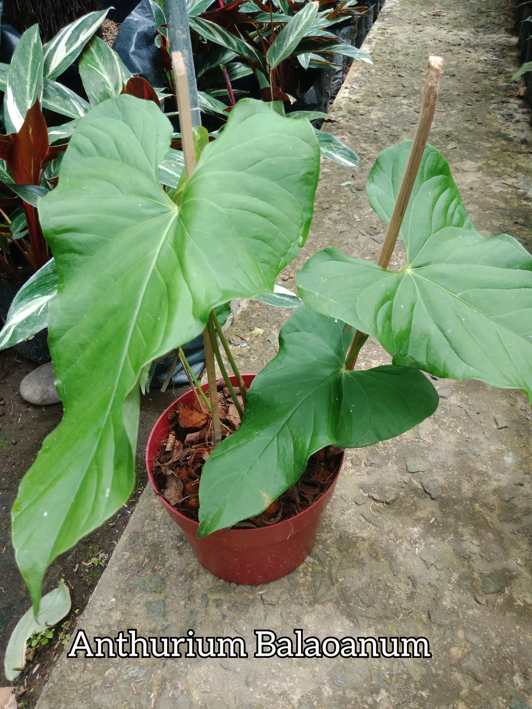 anthurium balaoanum for sale Anthurium Balaoanum – Lunti Plant Nursery