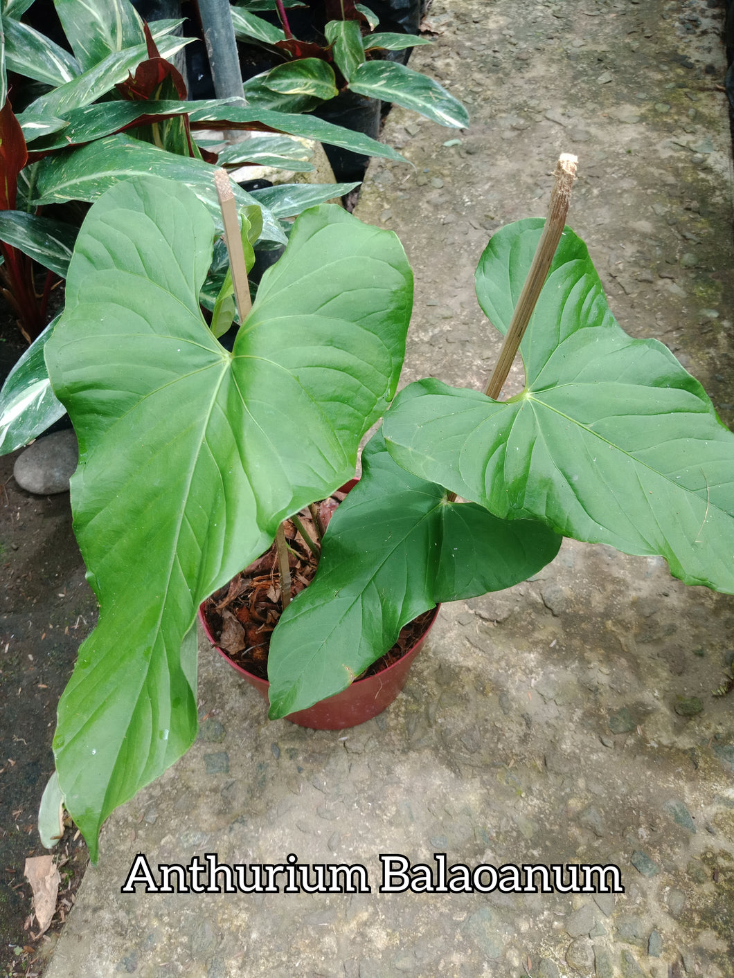 anthurium balaoanum Anthurium Balaoanum – Lunti Plant Nursery