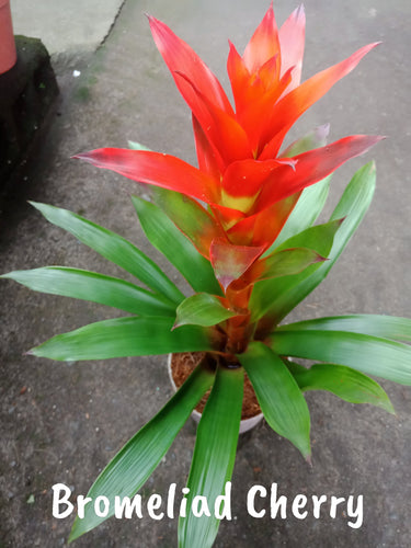 Bromeliad Cherry