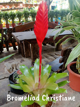 Bromeliad Christiane