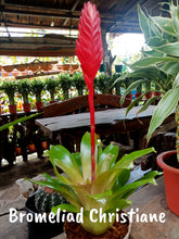 Bromeliad Christiane