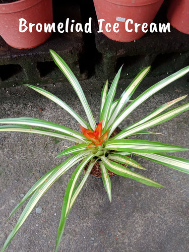 Bromeliad Ice Cream