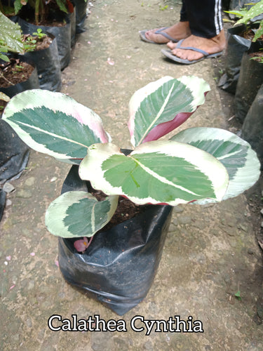 Calathea Cynthia