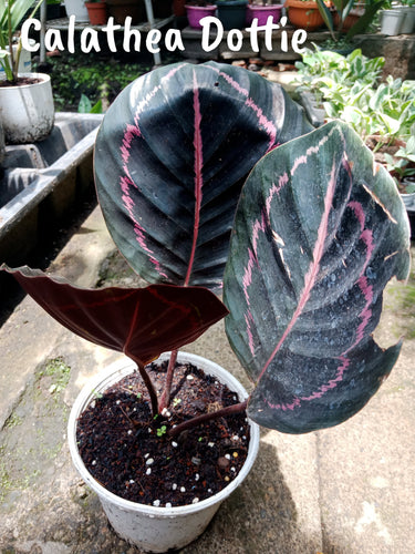 Calathea Dottie